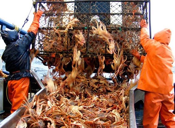 cua king crab alaska