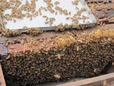 mật ong nguyen chất