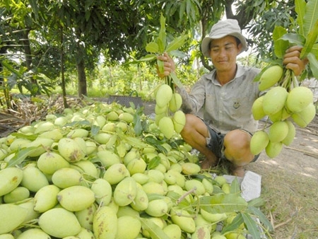 xoài cất hòa lộc