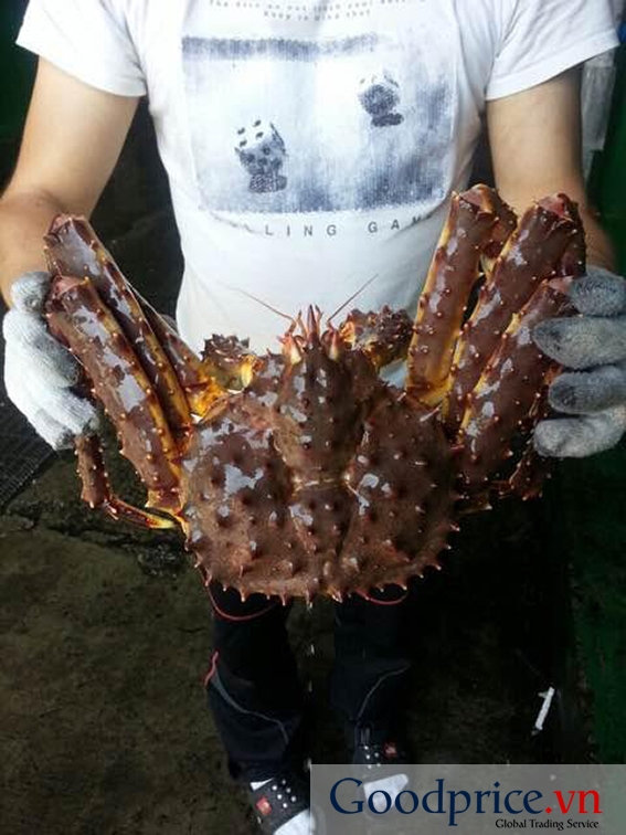 Cua Hoàng Đế KING CRAB ALASKA, NORWAY