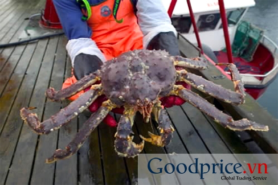 Cua Hoàng Đế KING CRAB ALASKA, NORWAY