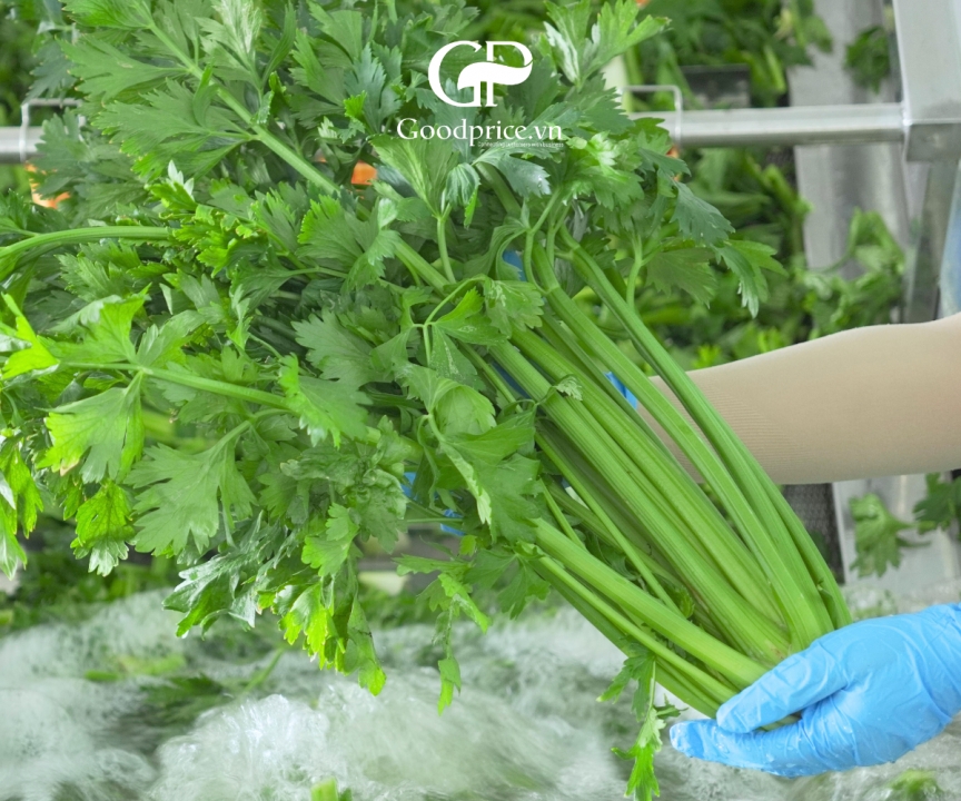 Bột Cần Tây Goodprice - Từ Nông Trại Xanh Đến Tay Người Tiêu Dùng  