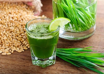 Wheat grass flour is good for health