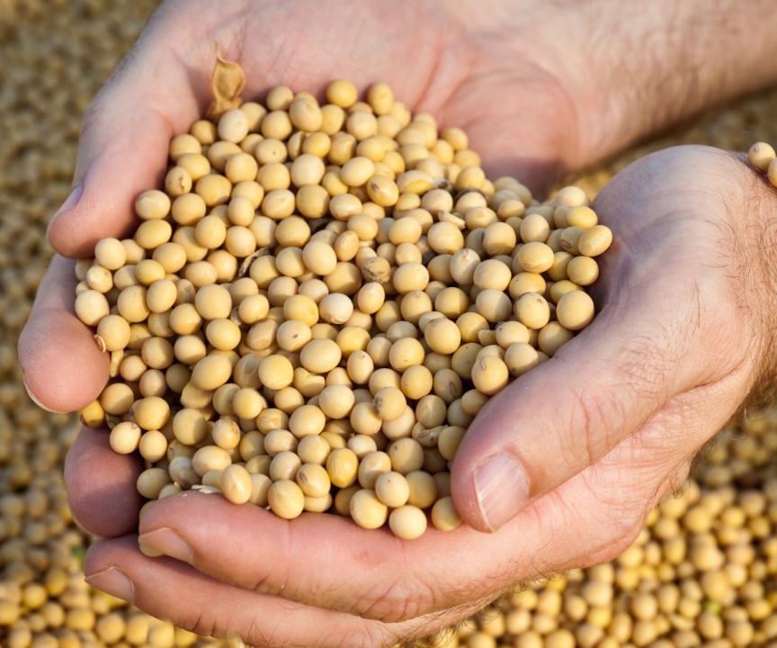 Goodprice Pure Soybean Powder – Meets ISO Quality Standards.