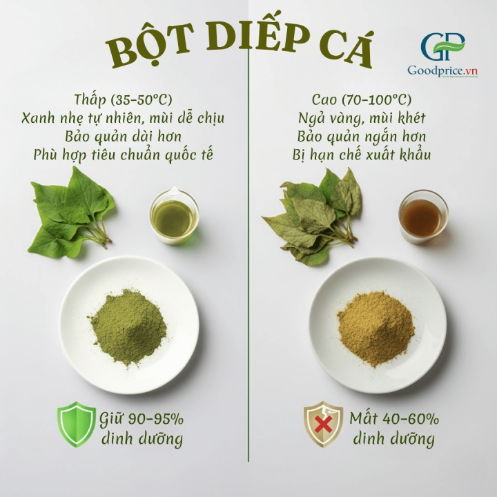 WHAT IS COLD-DRIED HOUTTUYNIA CORDATA POWDER? WHY IS IT MORE POPULAR THAN HEAT-DRIED POWDER?