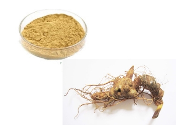 Panax vietnamensis - A rare herb with many uses