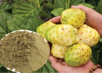 How is Noni powder produced, is it good for health?