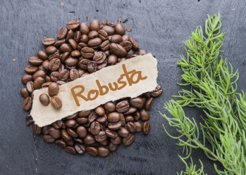 Cà phê Robusta là gì?  