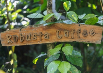 Cà phê Robusta là gì? Tìm hiểu về loại cà phê đậm đà, mạnh mẽ và phổ biến nhất thế giới 