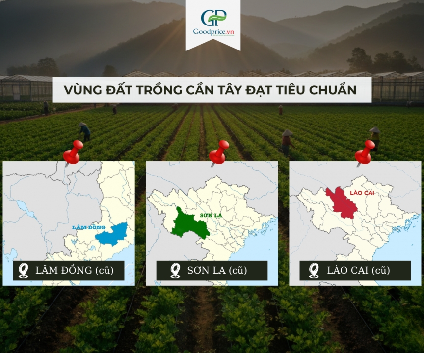 Cần Tây Việt Nam Trồng Ở Đâu Đạt Tiêu Chuẩn Xuất Khẩu?