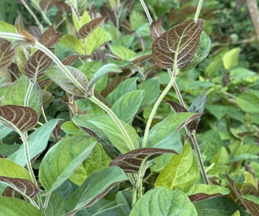 Skunkvine Paederia Foetida Traditional Remedy for Digestive Health