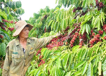 Cơ hội Xuất khẩu cà phê Việt sang thị trường châu Âu