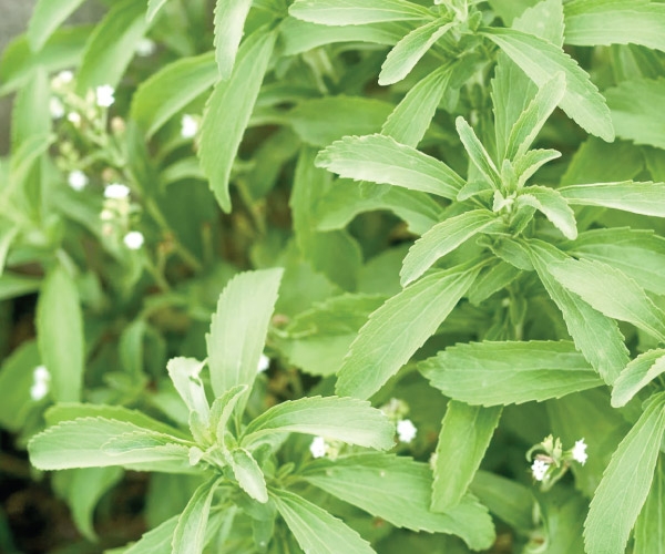 Cỏ ngọt stevia là gì? Công dụng cỏ ngọt dành cho sức khoẻ