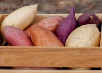 This is why sweet potatoes are popular when eaten