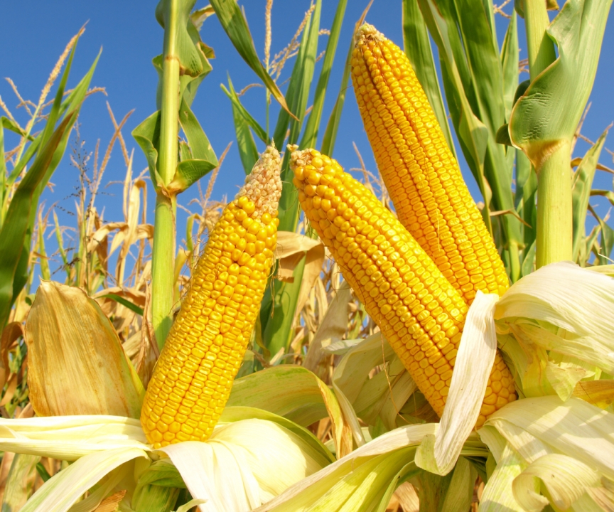 Where To Buy High-Quality Cornstarch At The Best Price