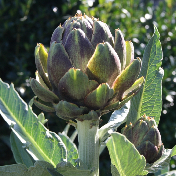 What Makes High-Quality Dried Artichoke Flowers & Their 1001 Amazing Uses?