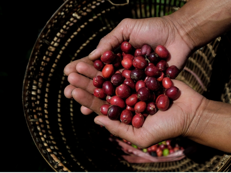 Hàm lượng caffeine trong Robusta: Tìm hiểu sự thật về hương vị cà phê đầy mạnh mẽ 