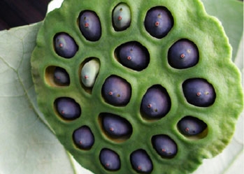 Black lotus seeds - The elixir for sleep and health