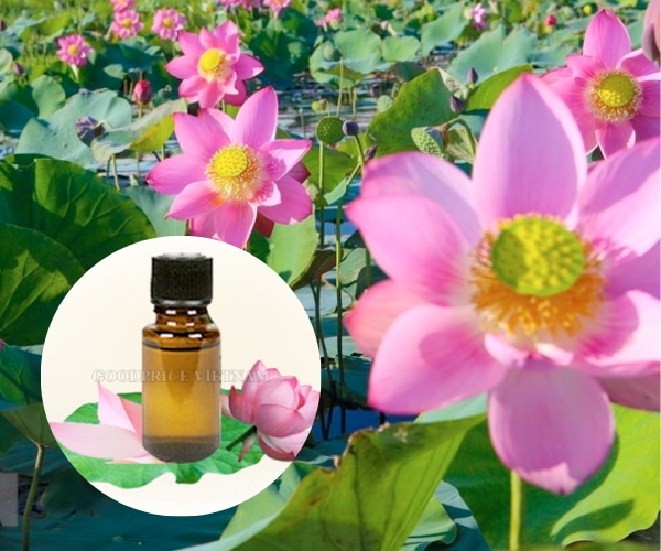 Hương sen chất lượng cao dùng trong chế biến thực phẩm