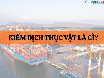 Kiểm dịch thực vật khi xuất khẩu - Quy trình và những lưu ý doanh nghiệp cần biết