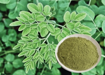 Moringa leaves with miraculous effects for health