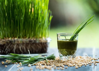 Benefits of wheat grass powder for skin, hair and health