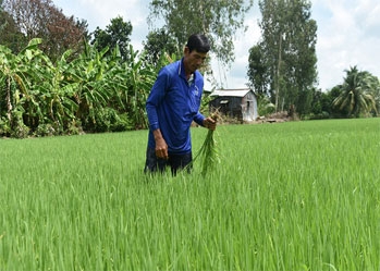 Clean rice - Sustainable agricultural direction for An Giang