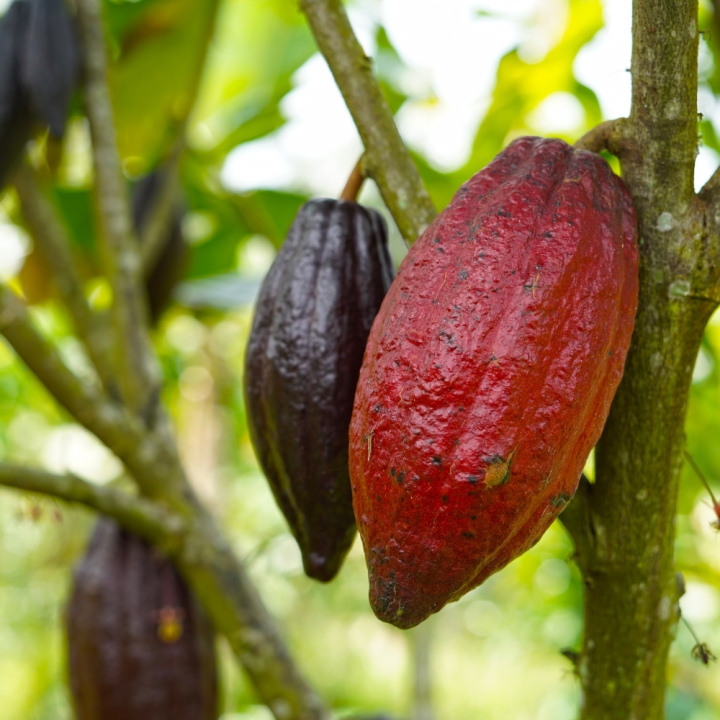 Where To Buy Pure Cocoa Powder From A Trusted, High Quality Source?