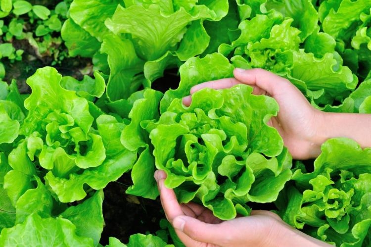 Lettuce and 10 uses you need to know