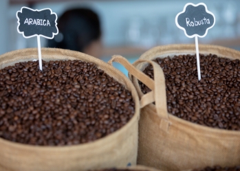 So sánh cà phê Arabica và Robusta: Từ hạt đến hương vị, đâu là sự khác biệt?