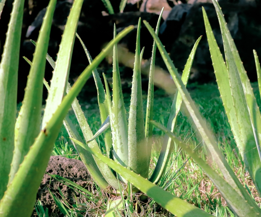 Packaged Aloe Vera Jelly – How Is It Different from Fresh Homemade Aloe Vera?