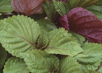 Top health benefits of perilla leaves