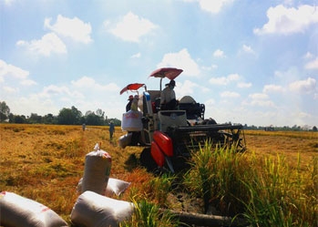 Rice export flourishes - A bright spot in the middle of the COVID-19 period