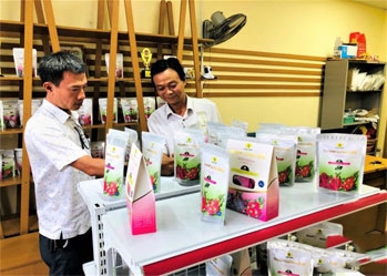 Trade promotion: Dried dragon fruit, dragon fruit for wine making