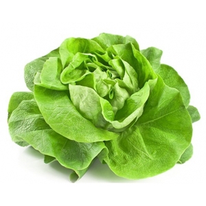 Xà lách carol đà lạt