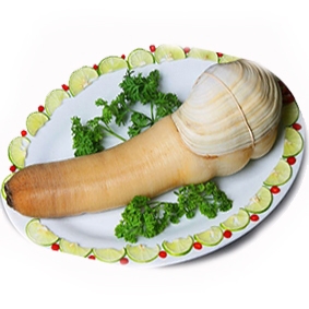 Live geoduck canada