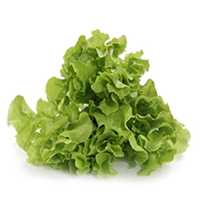 Xà lách romaine đà lạt