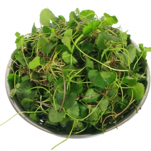 Centella asiatica 
