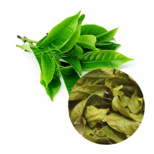 Dried green tea