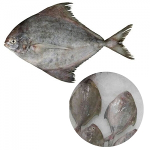 Cá chim đen đông lạnh