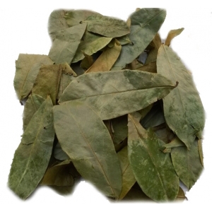 Dried Annona Muricata Leaves 