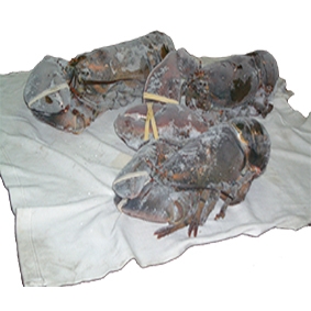 Frozen lobster canada high quality