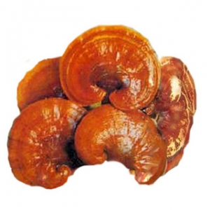 Lingzhi mushroom from vietnam