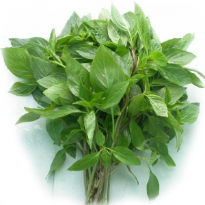 Basil