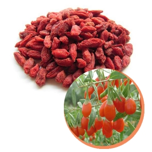 Dried goji berry high quality