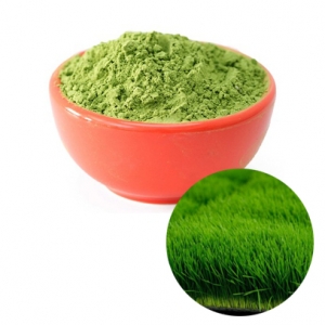 Wheatgrass powder high quality and best price