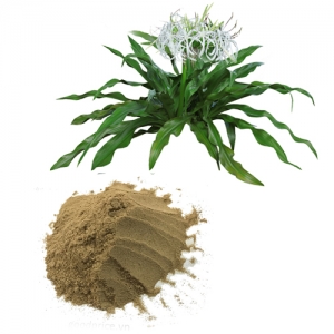 Bột lá trinh nữ hoàng cung