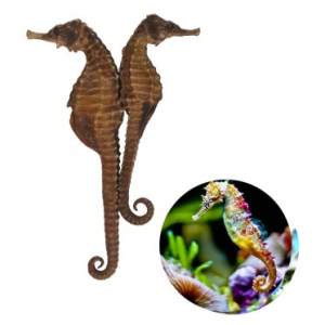 Live seahorse high quality from vietnam