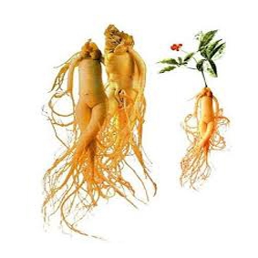 Fresh ginseng high quality from korea