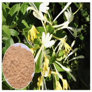 Honeysuckle flower powder